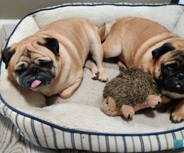 Petco