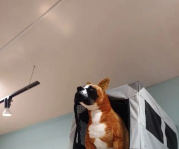 All The Best Pet Care - Lake City