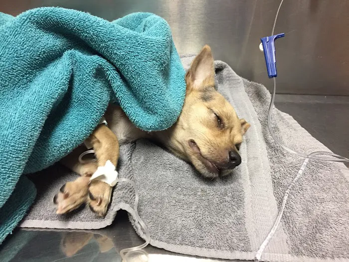 Locust Animal Clinic 5