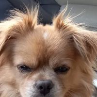 Locust Animal Clinic ico
