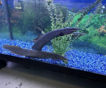 Tropical Fish World