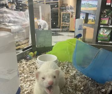 Petco