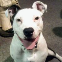 Meadowbrook Animal Clinic ico
