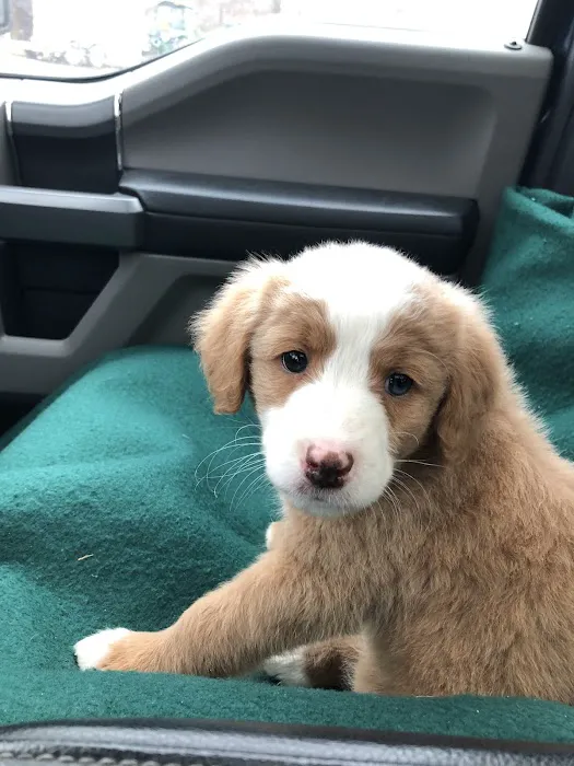 Meadowbrook Animal Clinic 4