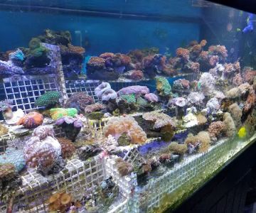 Little Amazon Fish & Pet