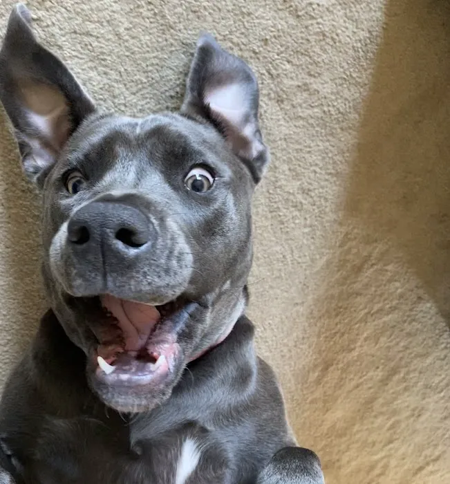 Orion Animal Care Center 2