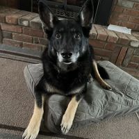 Orion Animal Care Center ico