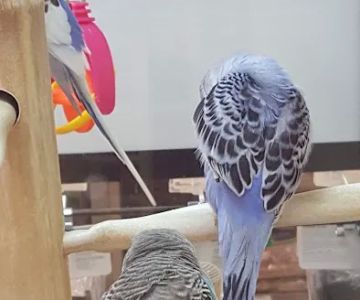 Petco