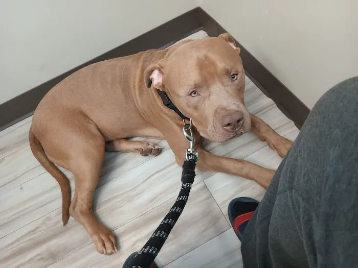 BluePearl Pet Hospital 7