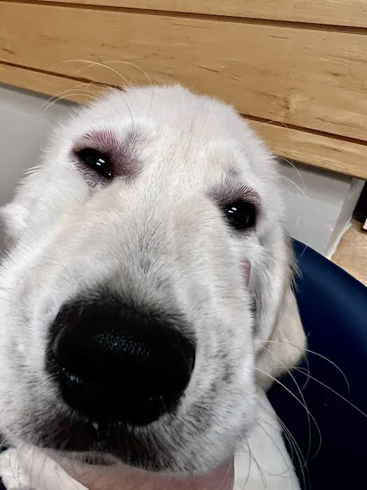 BluePearl Pet Hospital 9