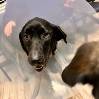 BluePearl Pet Hospital ico