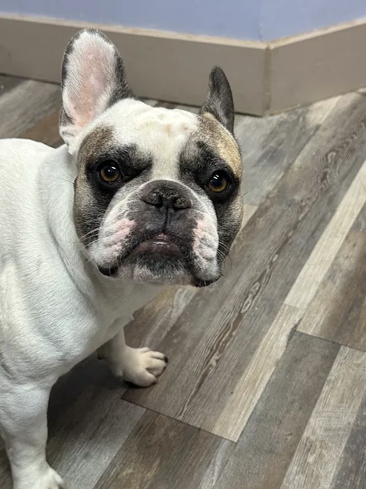Bloomfield Pointe Veterinary Hospital 2