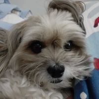 Project Hope Animal Outreach ico