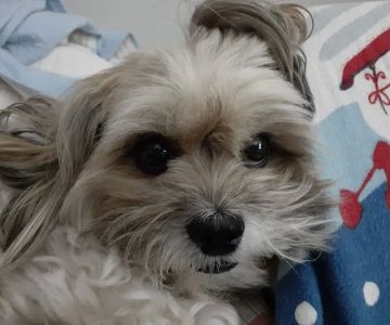 Project Hope Animal Outreach