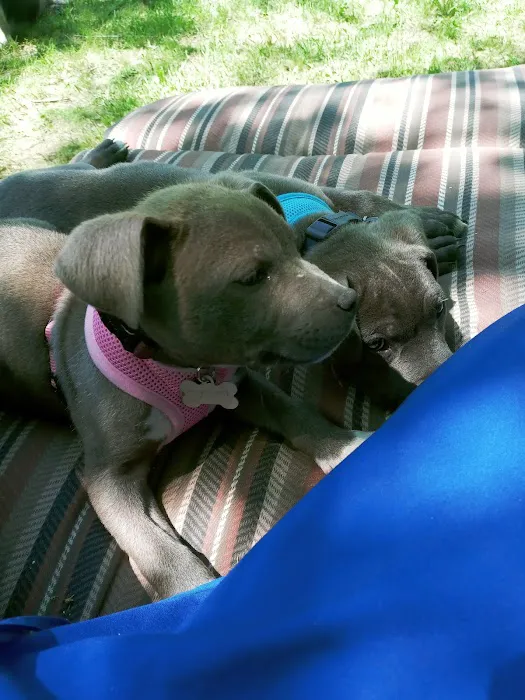 Project Hope Animal Outreach 3
