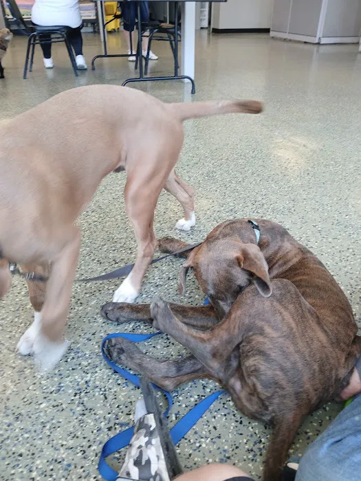 Project Hope Animal Outreach 2