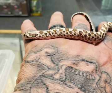 Paradox Reptiles and Exotics