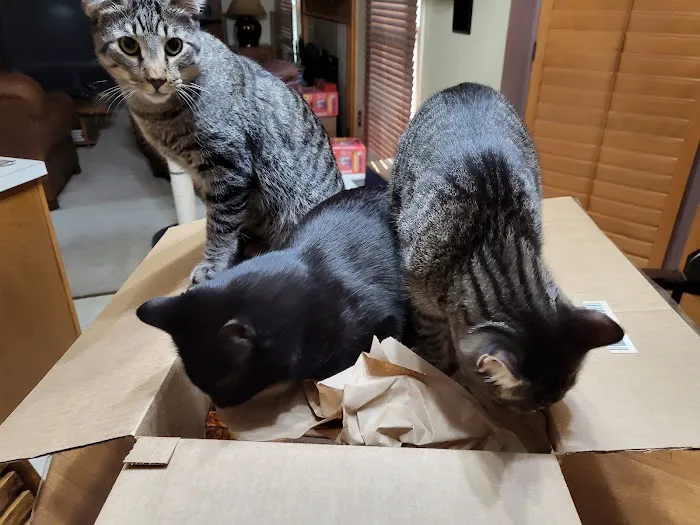 The Cat Practice pc 3