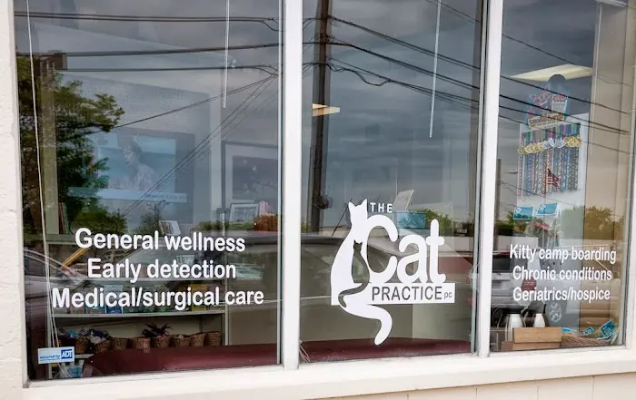 The Cat Practice pc 1