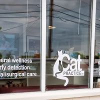 The Cat Practice pc ico