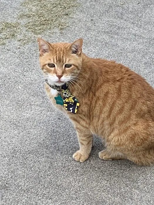 The Cat Practice pc 6