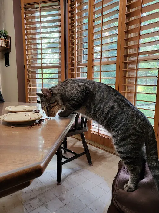 The Cat Practice pc 4