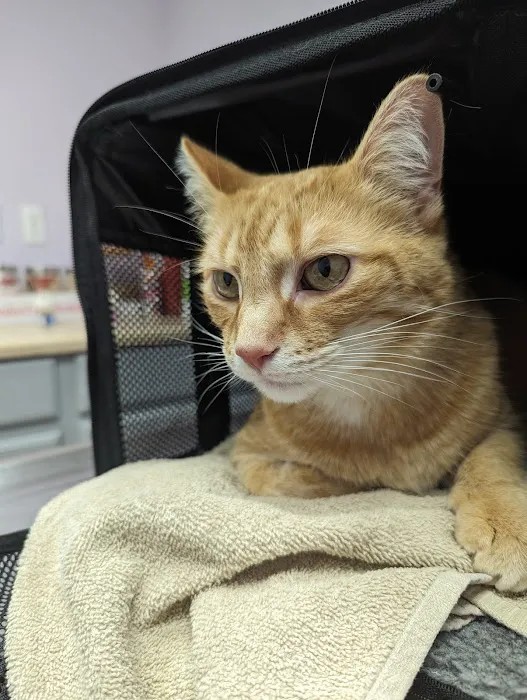 Luv-N-Care Animal Hospital 3