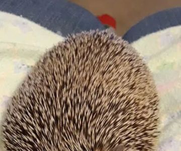 Kymwana Tiggy Winkle Hedgehogs