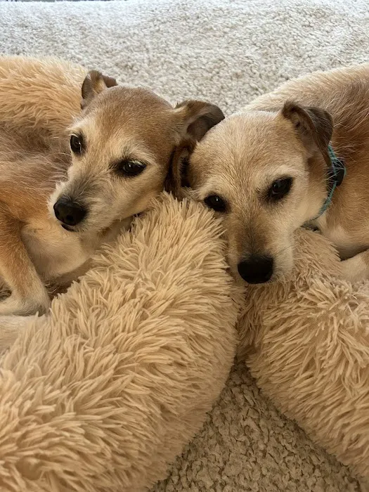 West Clay Animal Hospital: J. T. Saranita DVM 12