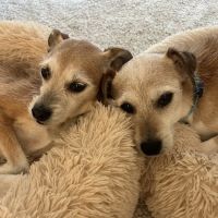 West Clay Animal Hospital: J. T. Saranita DVM ico