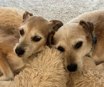 West Clay Animal Hospital: J. T. Saranita DVM