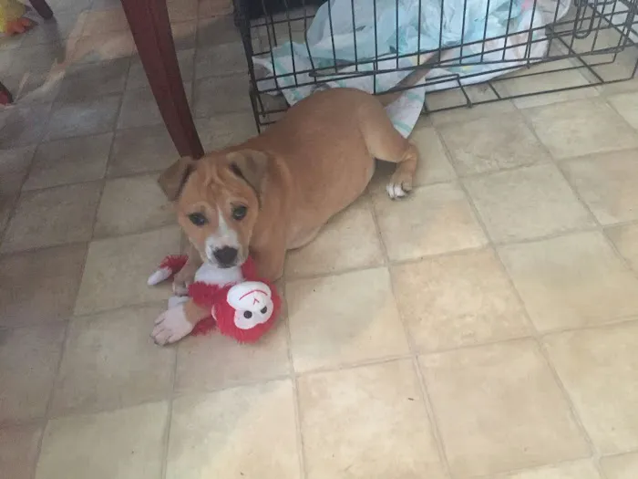 West Clay Animal Hospital: J. T. Saranita DVM 12