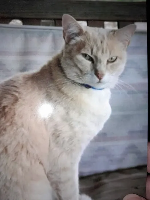 West Clay Animal Hospital: J. T. Saranita DVM 12