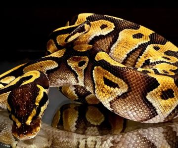 Snakes and Stones