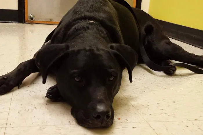 Banfield Pet Hospital 6