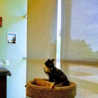 Elm Point Animal Hospital ico