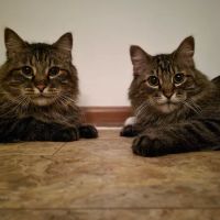Vet Stop Animal Hospital at New Town ico