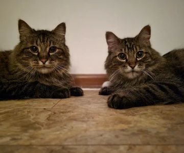 Vet Stop Animal Hospital at New Town