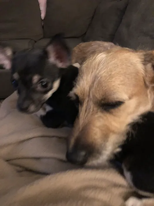 Community Animal Hospital 12