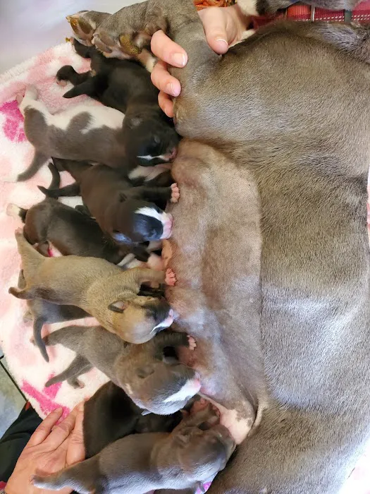 Community Animal Hospital 12
