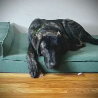 Community Animal Hospital ico