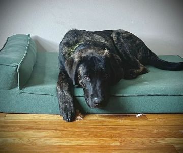Community Animal Hospital