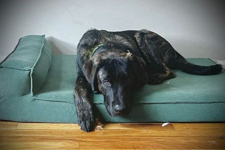 Community Animal Hospital