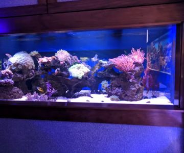 Aquarium Paradise