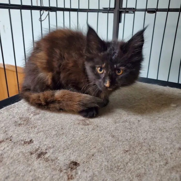 Russian Tails Maine Coons 12