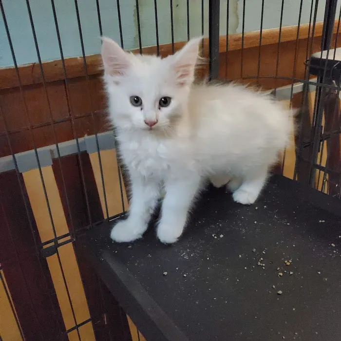 Russian Tails Maine Coons 12