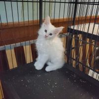 Russian Tails Maine Coons ico