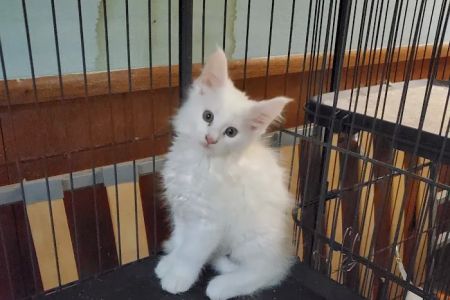 Russian Tails Maine Coons