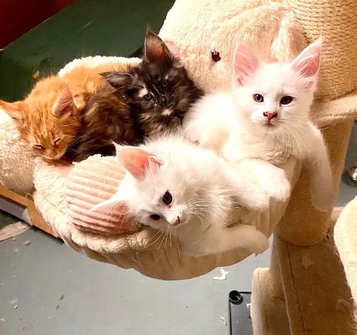 Russian Tails Maine Coons 12