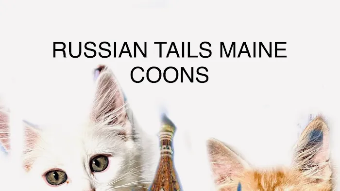 Russian Tails Maine Coons 12